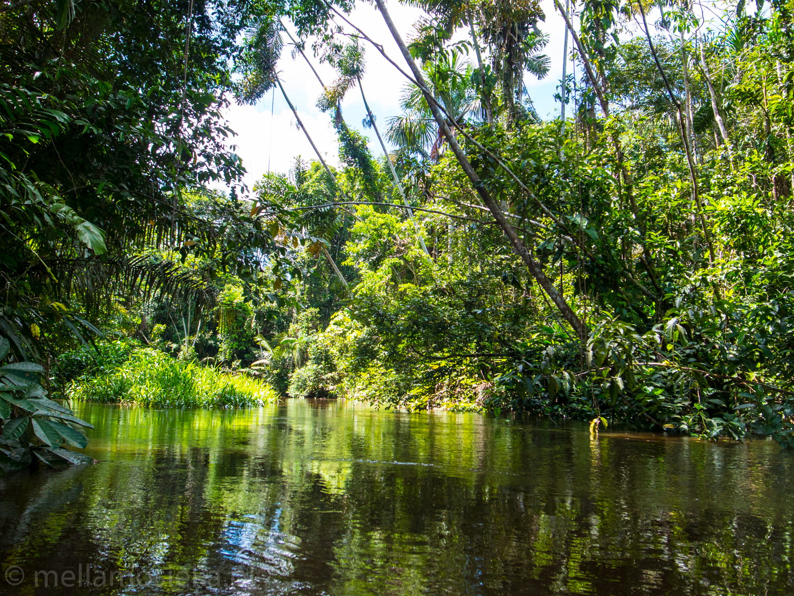 Hakuna Matata! W głąb amazońskiej dżungli! | mellamosieka